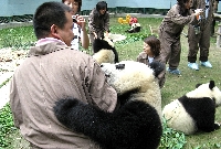 雅安・パンダと交流?