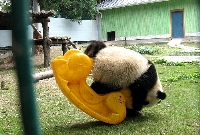 雅安・一人遊びするパンダ