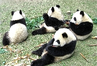 雅安・のんびりするパンダたち