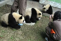 雅安・パンダの写真撮影