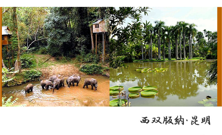 西双版納 昆明 旅行 写真